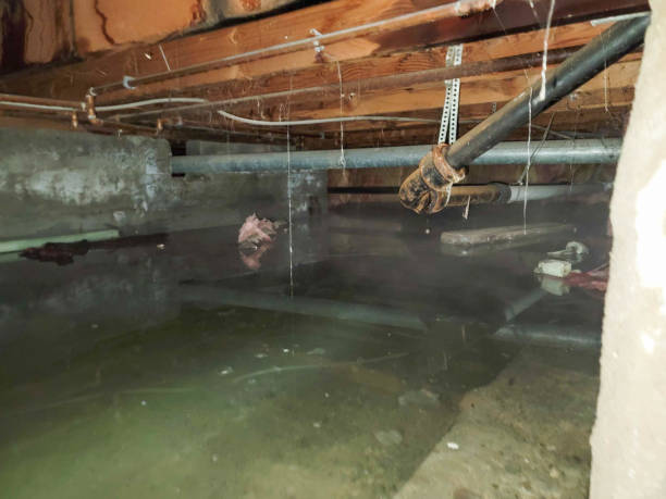 Best 24/7 water damage repair  in Kingsport, TN